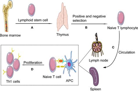 Frontiers The Emerging Role Of Th Cells In Atherosclerosis And Its