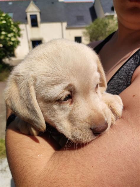 Chiot Elevage Du Marais De Lasn Eleveur De Chiens Labrador Retriever