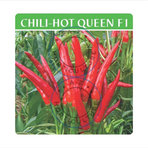Chilli Hot Queen F1 A Zhorticulture