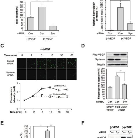 Knockdown Of Syntenin Inhibits Vegf Induced Vascular Permeability And