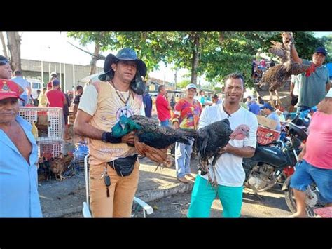 FEIRA DAS GALINHAS E SHOM BASTANTE AVES TODA SEGUNDA FEIRA EM