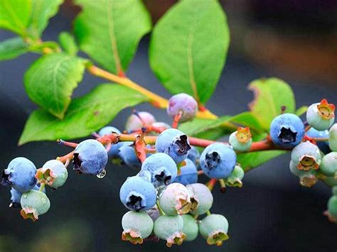 The Ultimate Guide To Growing Blueberries In Florida