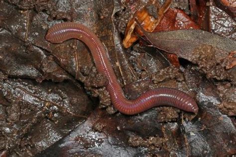 Lumbricus Rubellus Live Red Earthworm at Rs 250/kg | Red Wigglers Earthworm in Nagpur | ID ...