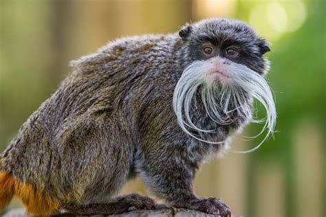 Emperor Tamarin Apenheul