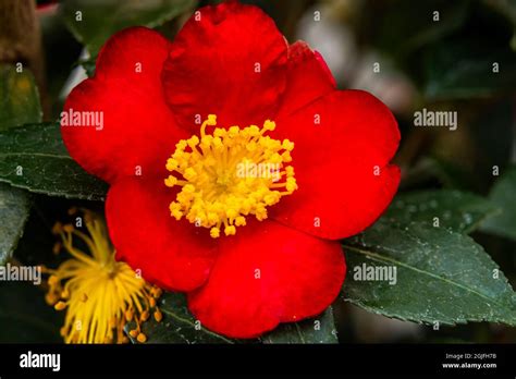 Red Yellow Camellia Yuletide Sasanqua Blooming Camellia Common To