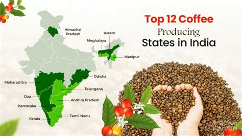 Top 10 Tea Producing States In India Tea Producing State