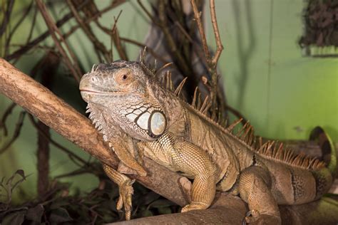tips for iguana smelly cheap 11
