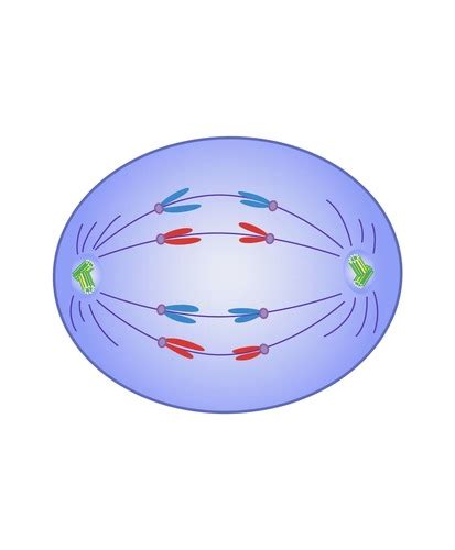 Cell Cycle in Mitosis Flashcards | Quizlet