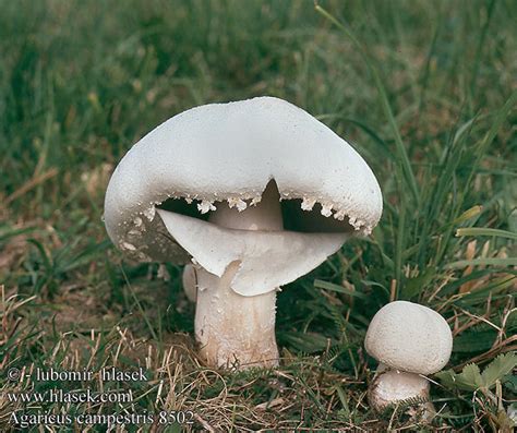 Agaricus Campestris