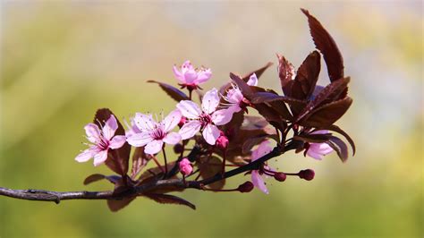 Sfondi Natura Ramo Fiorire Rosa Primavera Albero Autunno