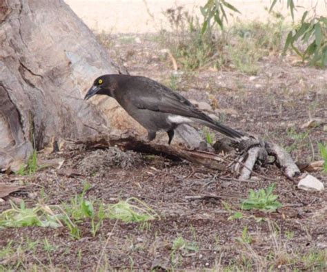 Currawong ID | BIRDS in BACKYARDS