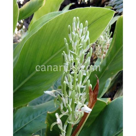 Buy Alpinia Galanga Blue Ginger With Canarius