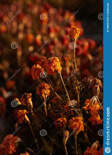 Beautiful Wilted Marigolds Of Bright Orange Color In Autumn Beautiful Wilted Marigolds Of