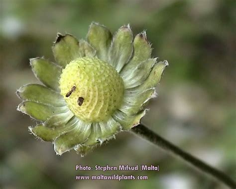 Bellis Sylvestris Southern Daisy MaltaWildPlants The Online