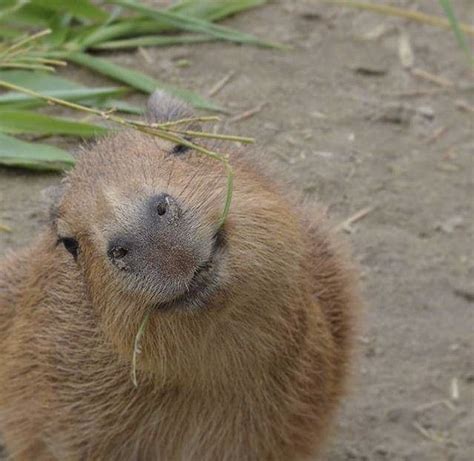 CAPYBARA MAN On Twitter Cute