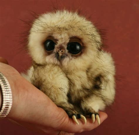 Cute Fluffy Baby Owls