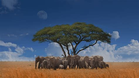 Elephant herd [1920x1080] : r/wallpaper