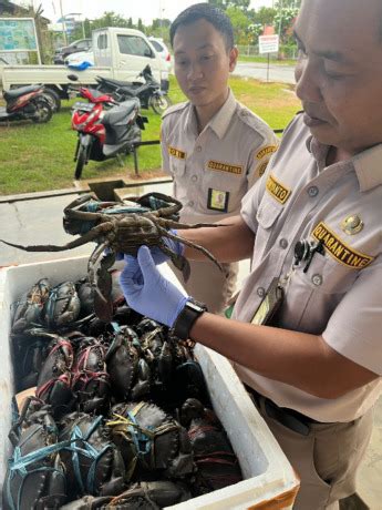 275 Ekor Kepiting Bakau Merauke Tembus Pasar Subang Cenderawasih Pos