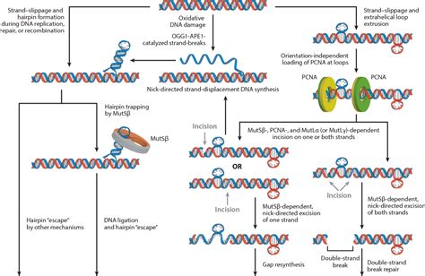 Figure From Dna Triplet Repeat Expansion And Mismatch Repair