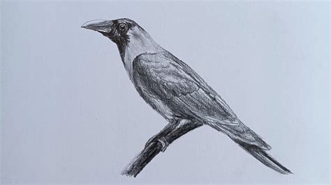 Realistic Crow Drawing-Pencil Art-Artwork-Realistic, 57% OFF