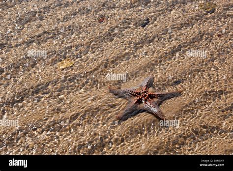 Shallow Beach Hi Res Stock Photography And Images Alamy