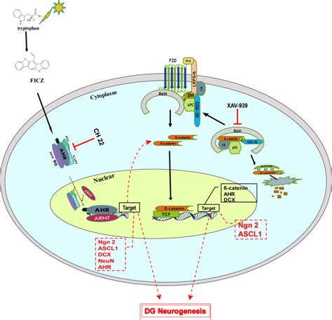 Schematic illustration of Wnt β catenin AHR signaling pathways Upon a