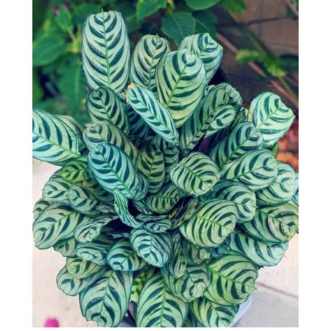 Jual Promo Murah Bisa Cod Calathea Burle Marx Tanaman Indoor