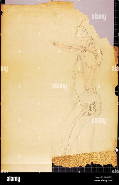 anatomy study  res stock photography  images alamy