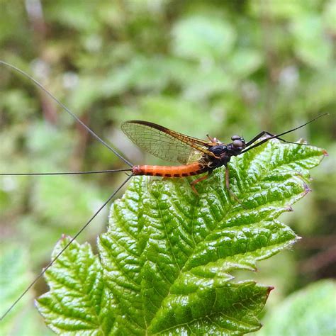 Insects - Yea Wetlands