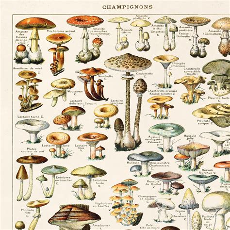 Mushroom Poster Vintage Botanical Mushroom Diagram Antique Print Variety Of Mushrooms And