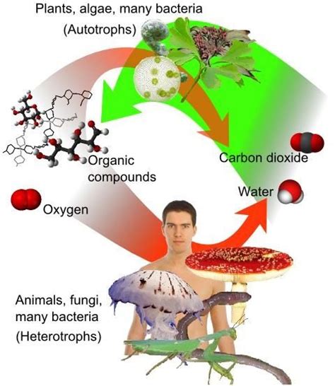 Process Of Metabolism