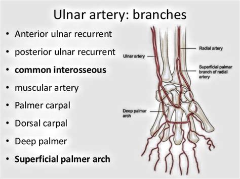 Ulnar Artery Pt Master Guide Pt Master Guide