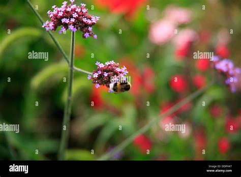 Honey Bee On Wildflowers Stock Photo Alamy