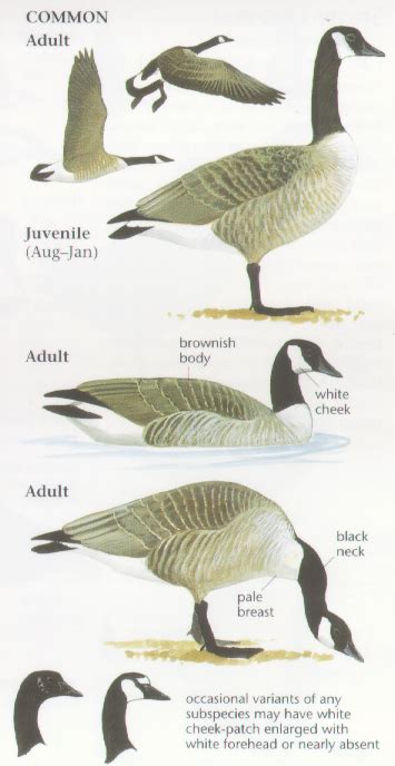 Goose Anatomy