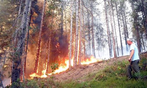 El Incendio Forestal Quema Cada Año Hasta Un Millón De Hectáreas De