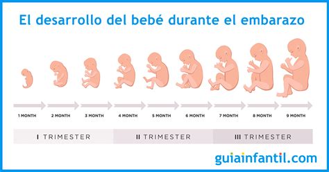 Tercer Mes De Embarazo Guía Completa Para La Embarazada De 3 Meses