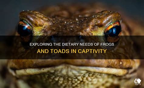 Exploring The Dietary Needs Of Frogs And Toads In Captivity | PetShun