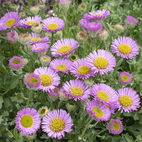 140mm Seaside Daisy Erigeron Glauca Sea Breeze Bunnings Australia