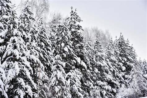 Winter Pine Trees Stock Photos, Images and Backgrounds for Free Download