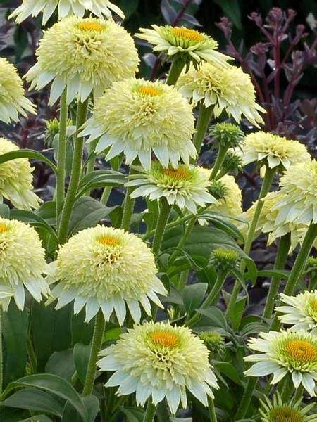 23 Fall Blooming Plants for Pollinators | Perennials, Flower garden ...