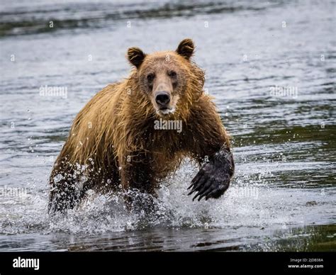 Running Bear Coastal Brown Bear Ursus Arctos Horribilis Fishing In