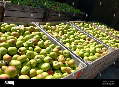 Apples Supermarket Uk Hi Res Stock Photography And Images Alamy