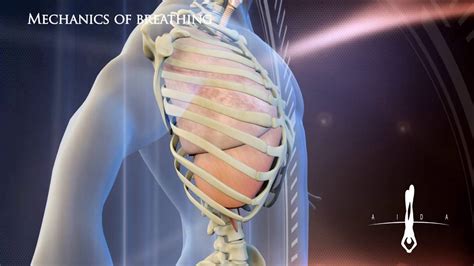 Diaphragm Breathing Animation