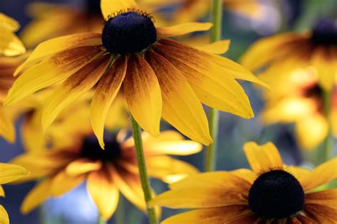 22 Best Plants for Sun With Summer Flowers - Dengarden