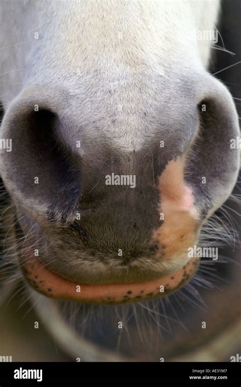 Horse lips, funny face Stock Photo - Alamy