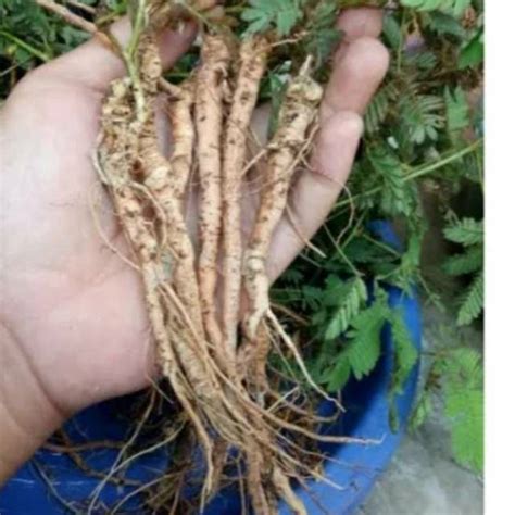 Akar Tanaman Daun Putri Malu Gram Siap Dicabut Dari Kebun Lazada