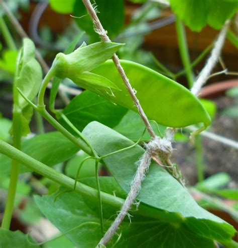 Growing Peas in Containers | Dengarden