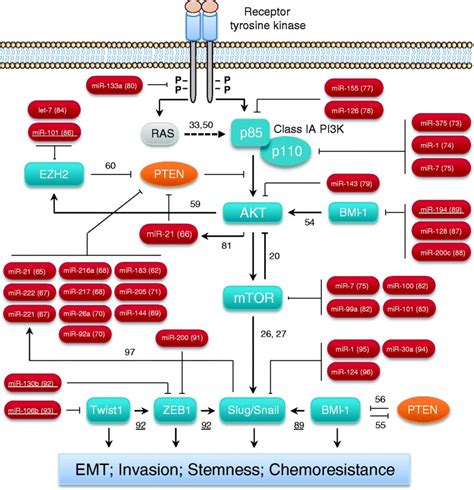 Regulatory Networks Of Mirnas And Pi3kakt Pathway In Controlling Emt