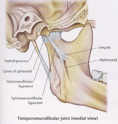 Tmj Anatomy Growth Development Flashcards Quizlet