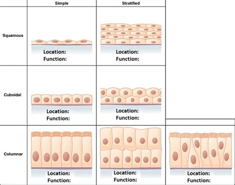 Types of Epithelium Tissue — Printable Worksheet